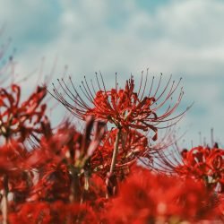 46CA6C5C-69CD-4559-A310-FF24D2086504